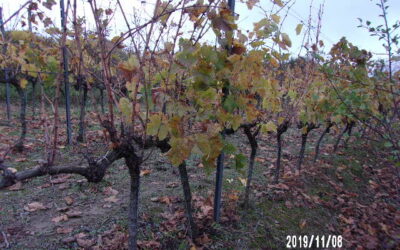 Termőföld értékbecslése – mitől függ az ár hektáronként?