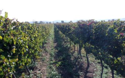 Turisztikai fejlesztésekhez szükséges értékbecslés – mikor kötelező?